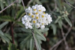 Anaphalis margaritacea