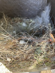 Baeolophus bicolor × atricristatus