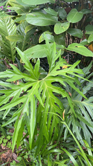 Philodendreae