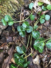 Mitchella repens