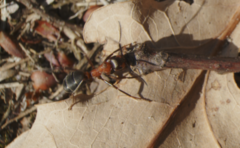 Formica rufa