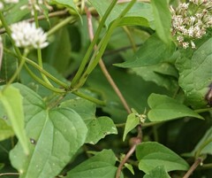 Mikania scandens