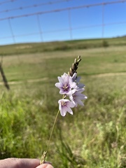 Ixia orientalis
