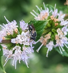 Hylaeus