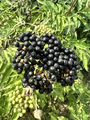 Sambucus ebulus