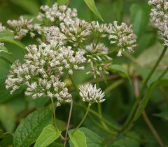 Mikania scandens