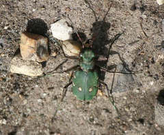 Cicindela campestris