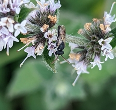 Hylaeus