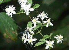 Mikania scandens