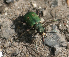 Cicindela campestris