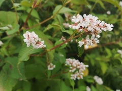 Koenigia campanulata