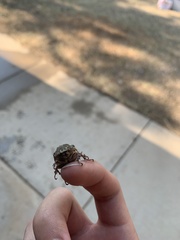 Polyphylla decemlineata