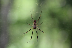 Trichonephila clavipes