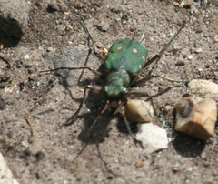 Cicindela campestris