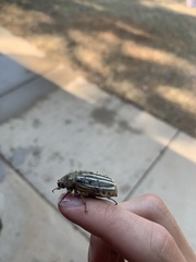 Polyphylla decemlineata