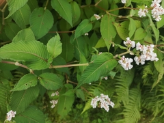 Koenigia campanulata