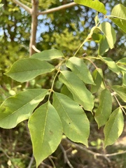 Fraxinus ornus