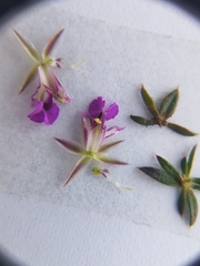 Muraltia serpylloides