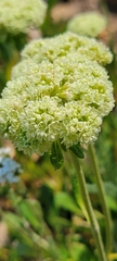 Eriogonum