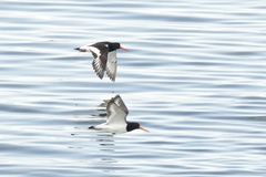 Haematopus ostralegus