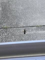 Agapostemon splendens