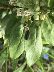 Agrypnus rectangularis