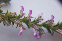 Muraltia serpylloides