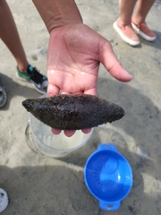 Holothuria princeps
