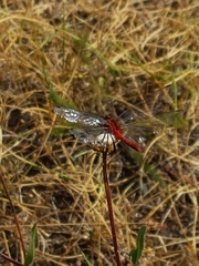 Sympetrum internum