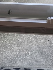 Agapostemon splendens