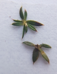 Muraltia serpylloides