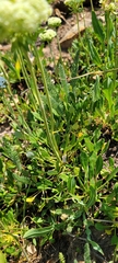 Eriogonum