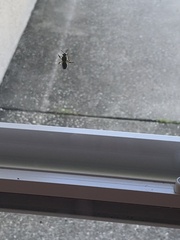 Agapostemon splendens