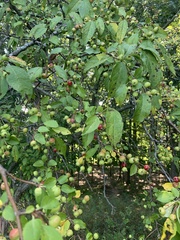 Malus coronaria