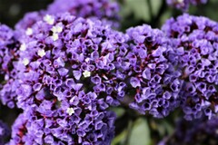 Limonium