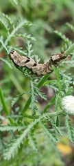 Melanchra persicariae