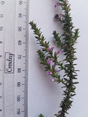 Muraltia serpylloides