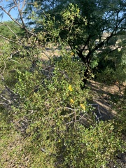 Larrea tridentata