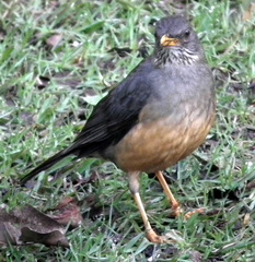 Turdus olivaceus olivaceus
