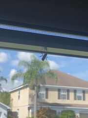 Agapostemon splendens