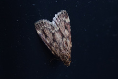 Aglossa