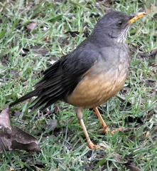Turdus olivaceus olivaceus