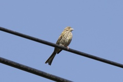 Emberiza cirlus
