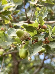 Quercus pubescens
