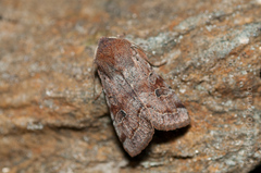 Orthosia incerta
