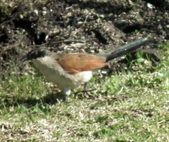 Centropus superciliosus burchellii