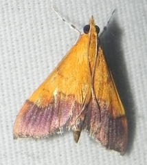 Pyrausta bicoloralis