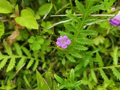 Agalinis tenuifolia