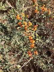 Pyracantha angustifolia