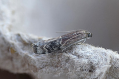 Euzophera semifuneralis